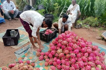 ಕೈ ಹಿಡಿದ ಡ್ರ್ಯಾಗನ್ ಫ್ರೂಟ್