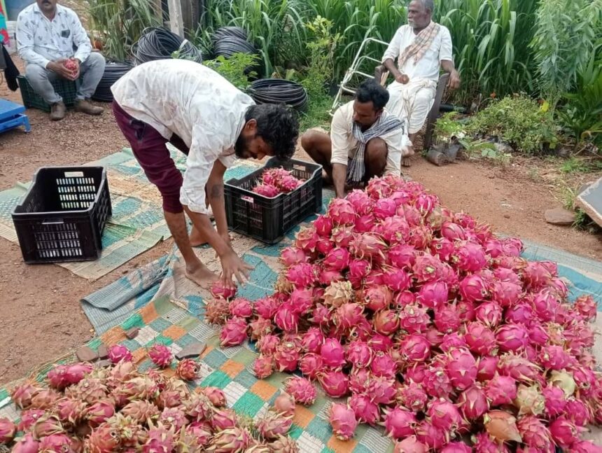 ಕೈ ಹಿಡಿದ ಡ್ರ್ಯಾಗನ್ ಫ್ರೂಟ್