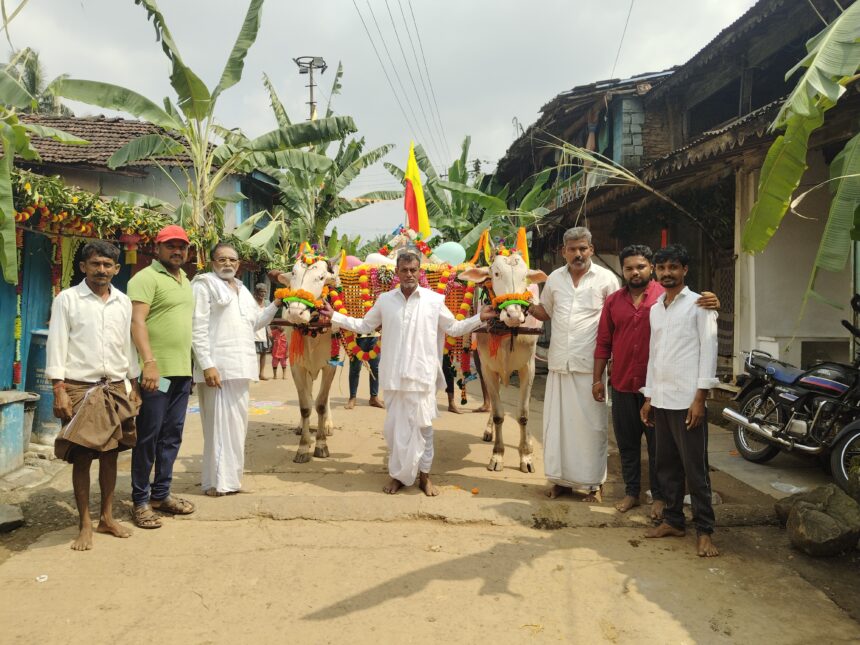 ಸಂಭ್ರಮದ ದೀಪಾವಳಿ; ಕಣ್ಮನ ಸೆಳೆದ ಎತ್ತುಗಳ ಮೆರವಣಿಗೆ